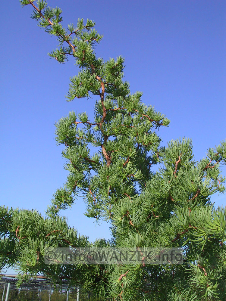 Larix kaempferi Diane.JPG